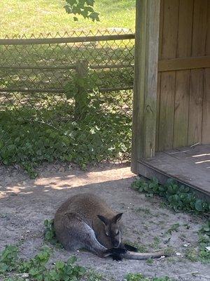 Wallaby