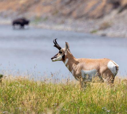 Pronghorn with a bison in the background. Yellowstone National Park