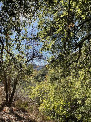 Holy Jim Falls Trail