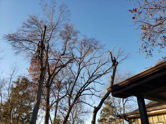 This is a photo of two tree climbers removing two tree's at once.