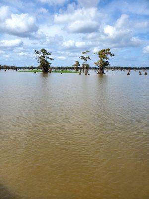 The remains of old Cypress trees