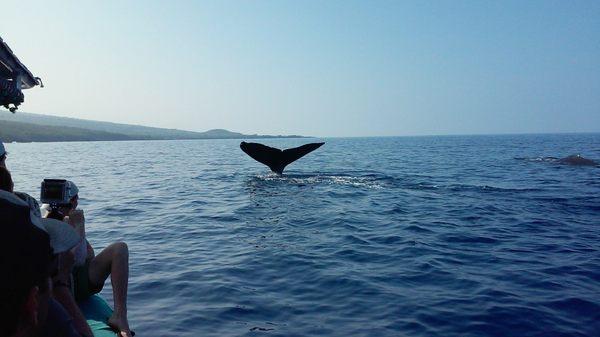 Humpback Whale Tale