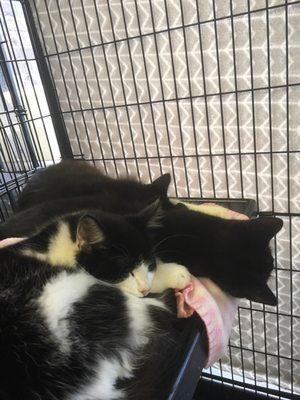 Kittens for adoption