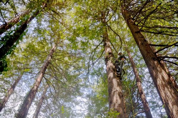 Zach performing a resistograph 30' up a redwood. We are the only local consulting arborists performing climbing inspections.