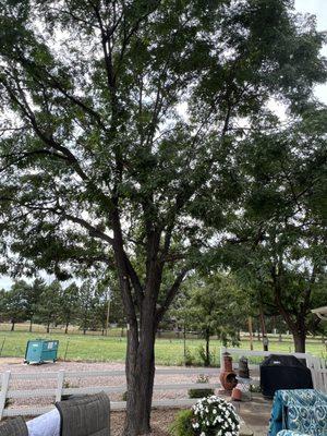 Honey locust