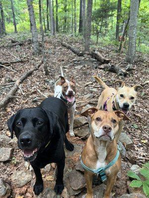 Bailee & her pals hanging on the trail!