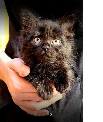 A foster kitten in a pocket