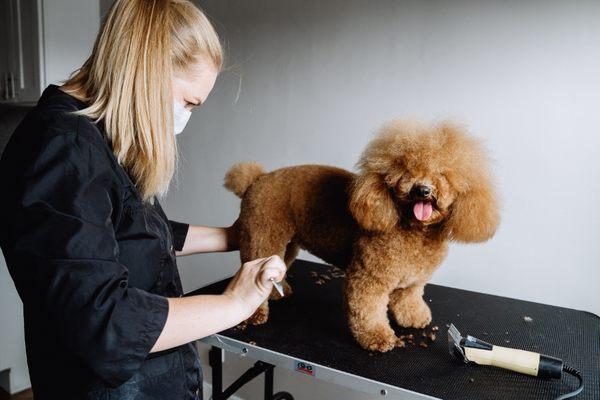 Premium House Call Dog Grooming Service in LA