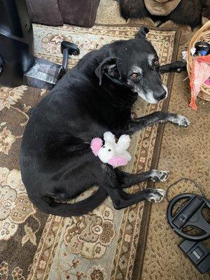 Boomer with his  rabbit