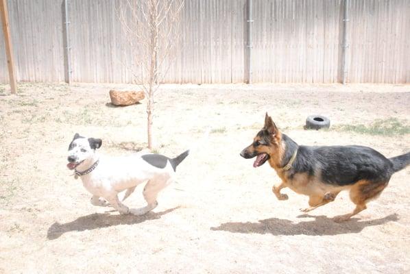 Louis and Brover play a game of chase  at Louis' going away party. We will miss him!