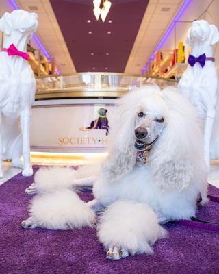 Roll out the purple carpet for Sebastian the Poodle wearing our Playful Poppy Luxury Collar