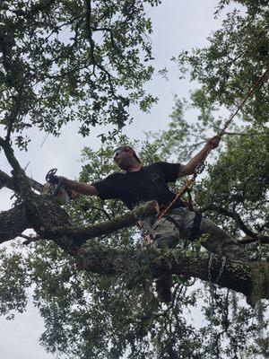 Spikeless tree service