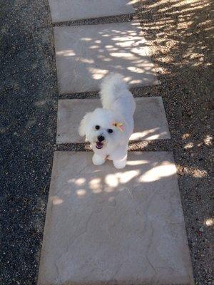 Charlie after her most recent grooming at 5 months.