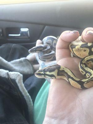 The regular ball python and my pastel ball python