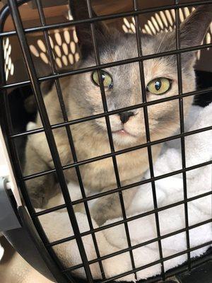 Ms.Pink wondering why her servant brought her to the vet. :-)