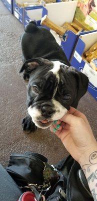 Puppy-mill bred English Bulldog puppy; I can only imagine how much he cost despite having serious health issues. :-(