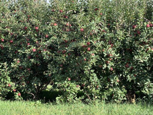 Just one of the apple varieties.