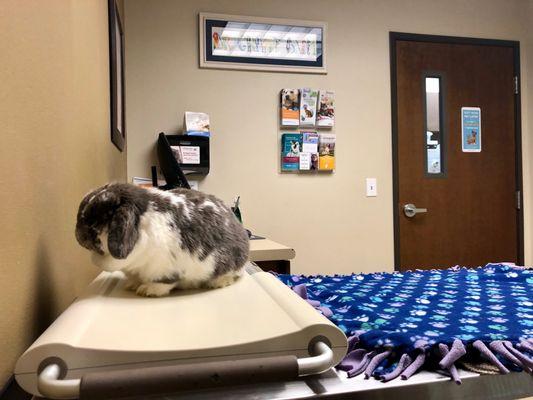 My bunny in the examination room