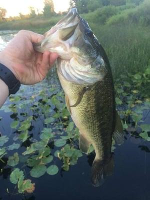 One of the fish Grandson caught off the dock at the campground.Have seen them even larger.