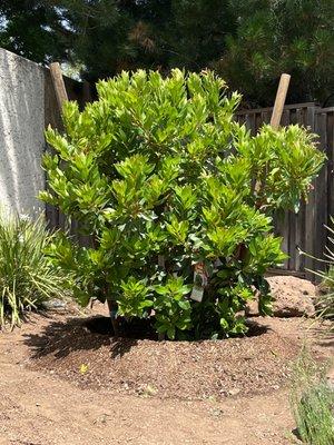 Arbutus Marina (Strawberry Tree)