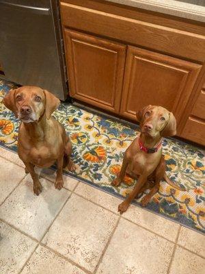 Rocky and Apollo Vizsla Byrne. 8 years and 5 months respectively.  Happy dogs.