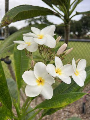 Plumerias are one of my favorite flowers. So beautiful.