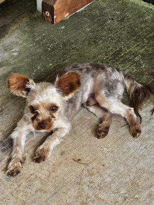 Rudy after he was "groomed" by FUR NIGHT and Day!