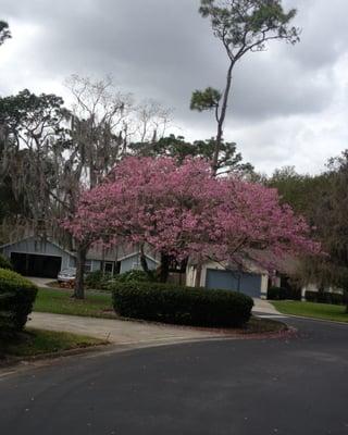 tree service Orlando fl.