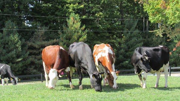 Crystal Springs Creamery