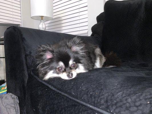 Mia - 5 year old Pomeranian Chihuahua