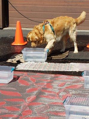 Nosework or Scentwork - our staff compete in NACSW, AKC, UKC & USCSS events