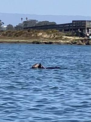 Otter eating