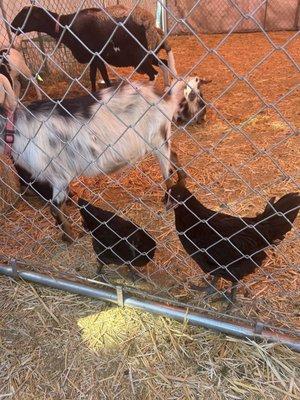 Some of the animals that's in the petting zoo area