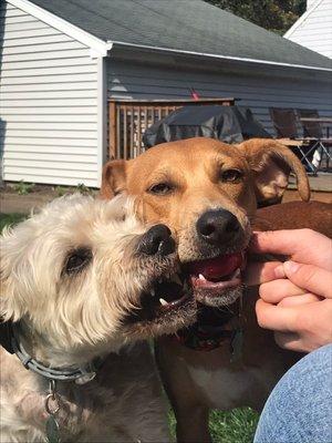 Edison and Jasper bonding before they head out on a walk!