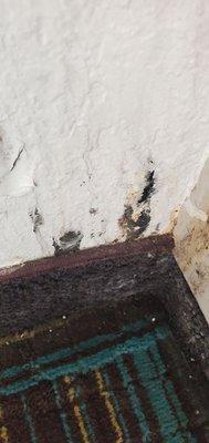 black mold