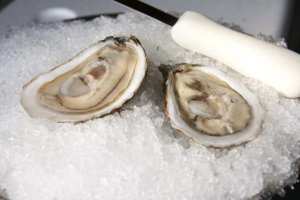 Washburn Island Oysters from Falmouth, MA