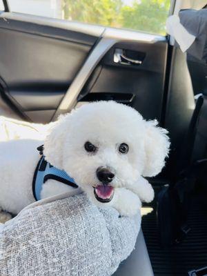 Our Bichon Frise after his full groom