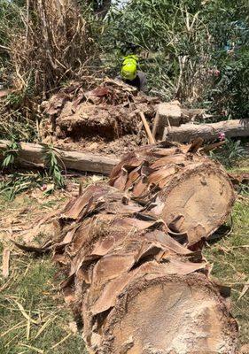 Tree removal and stump grinding