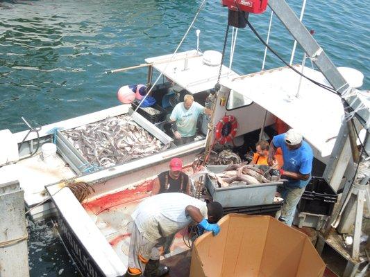 Chatham Fish Pier -unloading the morning catch