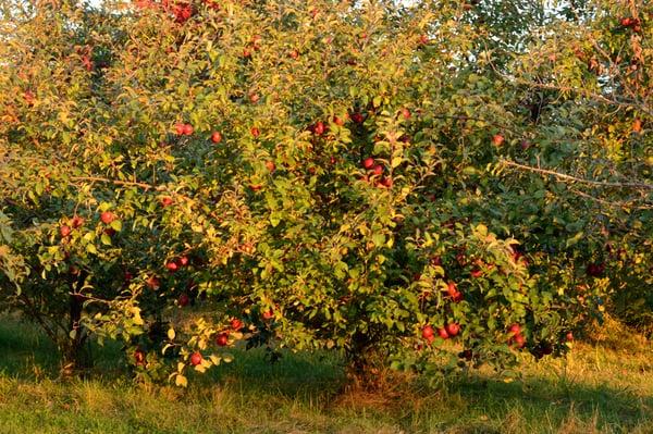 An apple tree at Deardorff Orchards looks golden with the early morning sunlight shinning on it.