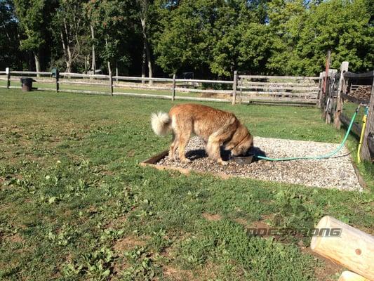 Rowayton Community Center Dog Run