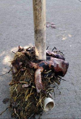 Cut out tree roots surrounding a Sprinkler pipe.