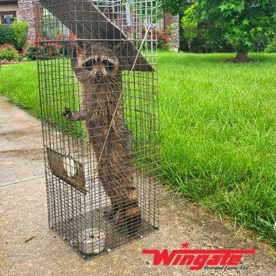 Wingate Pest and Lawn