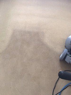 Before (15 year old carpet that hasn't been cleaned in 8 years)