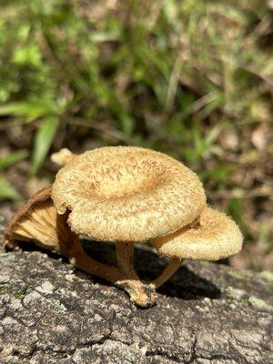 Mushrooms on forest trail