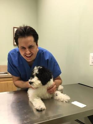 Winston the mini Sheepadoodle after his exam and shot with Dr. Wehrli, DVM