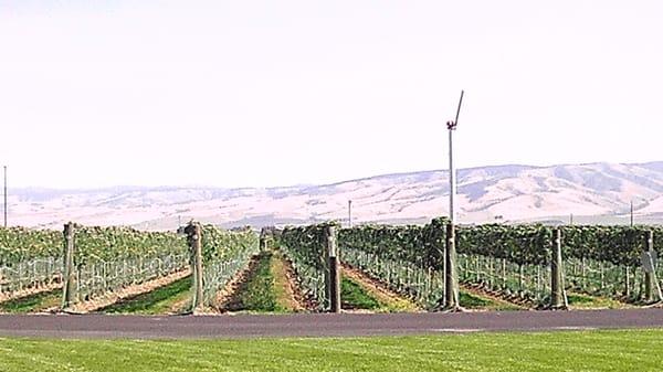 View from the tasting room patio