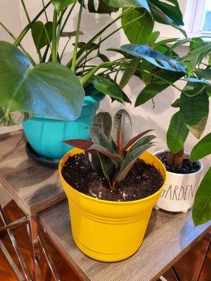 (Yellow pot) My Newest Plant Child. The Rubber Tree