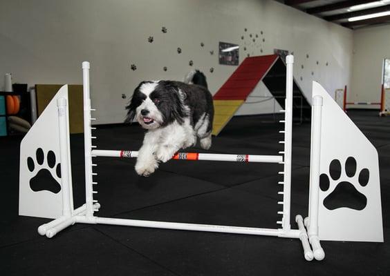 My dog loves running the agility course at Ruffgers, and their dog training is fun and very easy.