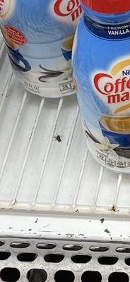 Dead fly on coffee creamer shelf